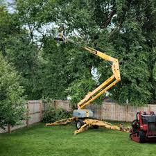 How Our Tree Care Process Works  in Northridge, OH